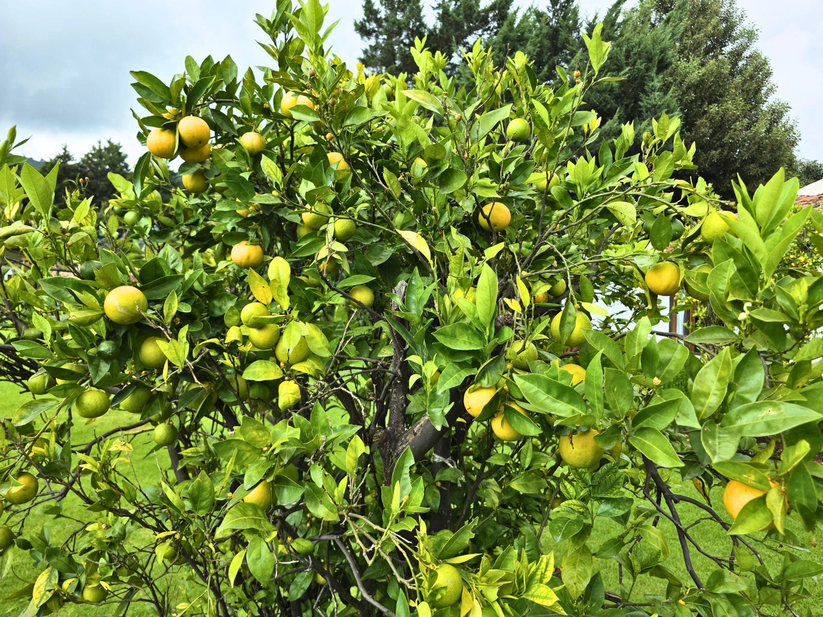 Árbol con frutos del huerto del hotel